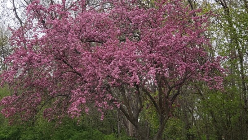 Jaycees Park - New Providence, NJ
