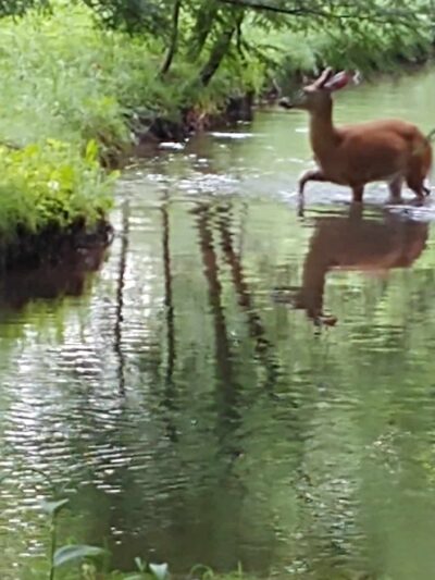 Laurel Lake Campsites - New Ringgold, PA