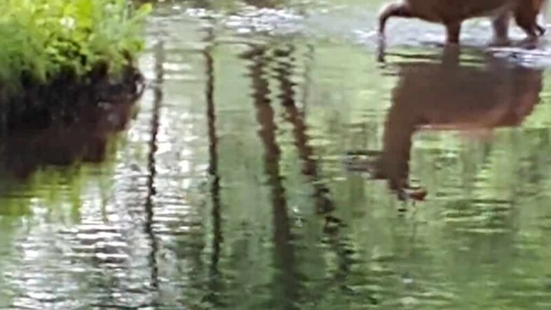 Laurel Lake Campsites - New Ringgold, PA