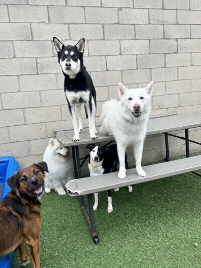 Dogtopia of New Rochelle - New Rochelle, NY