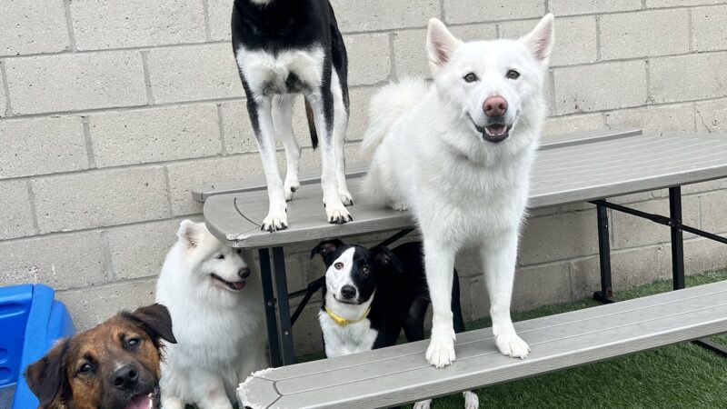 Dogtopia of New Rochelle - New Rochelle, NY