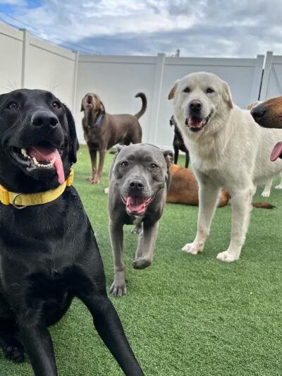 Dogtopia of New Rochelle - New Rochelle, NY