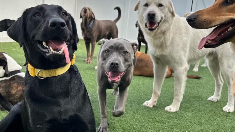 Dogtopia of New Rochelle - New Rochelle, NY