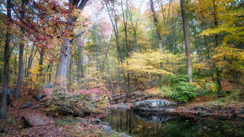 Leatherstocking Trail - New Rochelle, NY