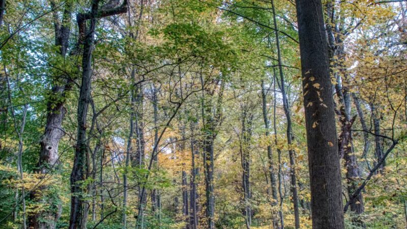 Leatherstocking Trail - New Rochelle, NY