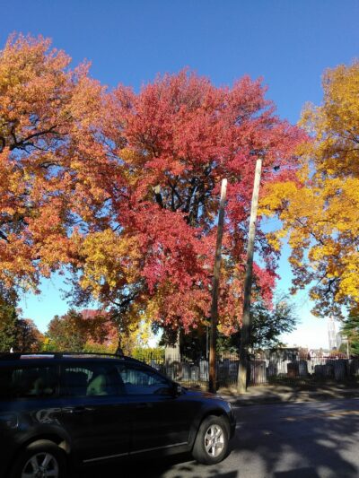 Sycamore Park - New Rochelle, NY