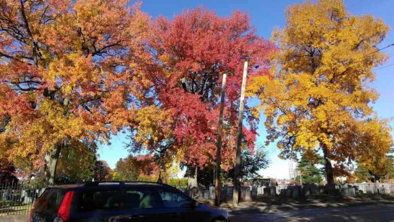 Sycamore Park - New Rochelle, NY