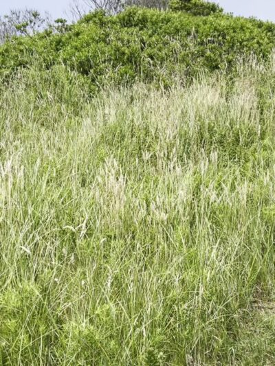 Rodman's Hollow - New Shoreham, RI