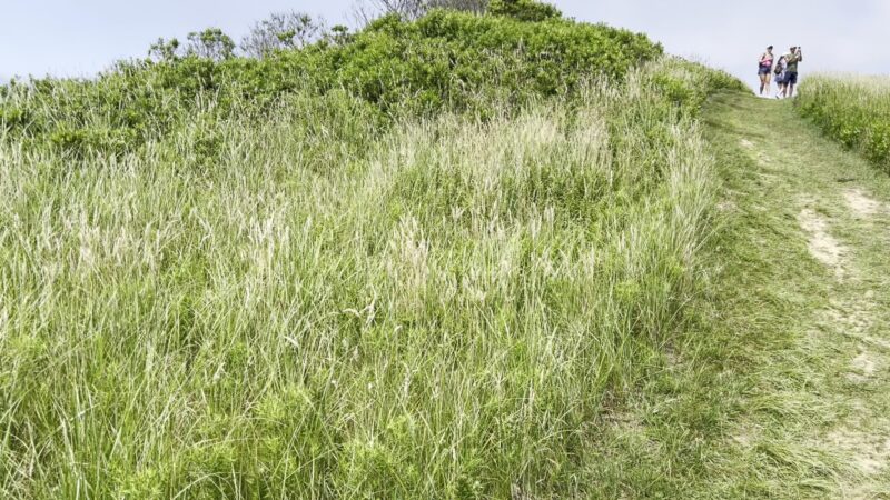 Rodman's Hollow - New Shoreham, RI