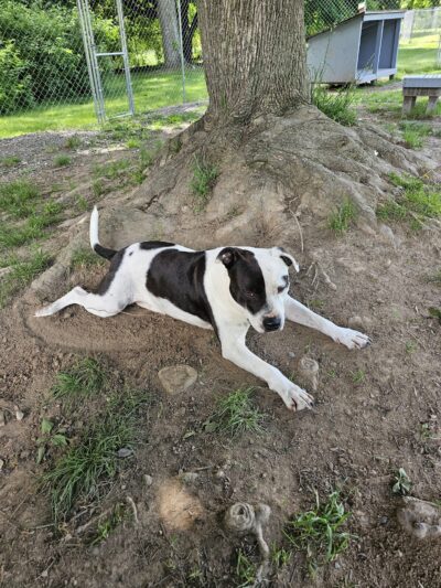 Hudson Valley SPCA - New Windsor, NY