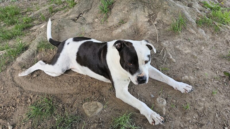 Hudson Valley SPCA - New Windsor, NY
