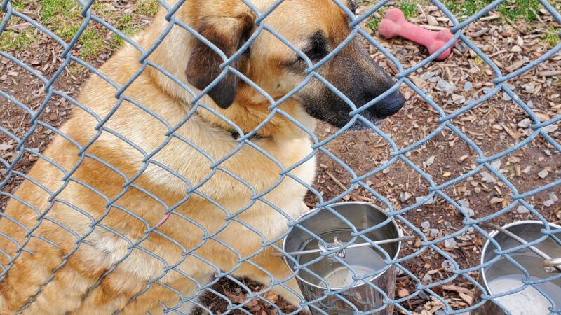 Hudson Valley SPCA - New Windsor, NY