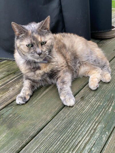Hudson Valley SPCA - New Windsor, NY
