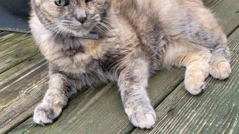 Hudson Valley SPCA - New Windsor, NY
