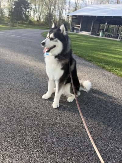 Pet Supplies Plus New Windsor (Vails Gate) - New Windsor, NY