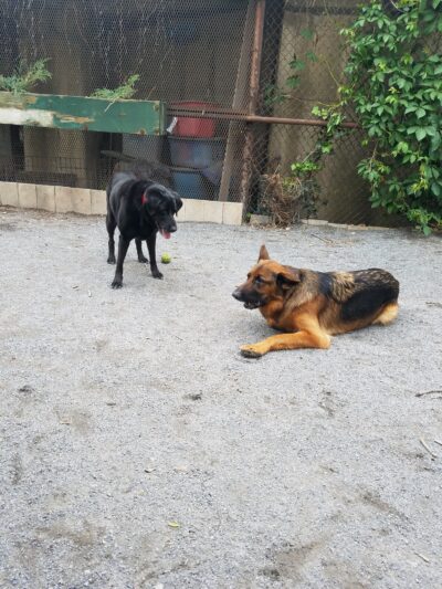 Astro's Community Dog Run - New York, NY