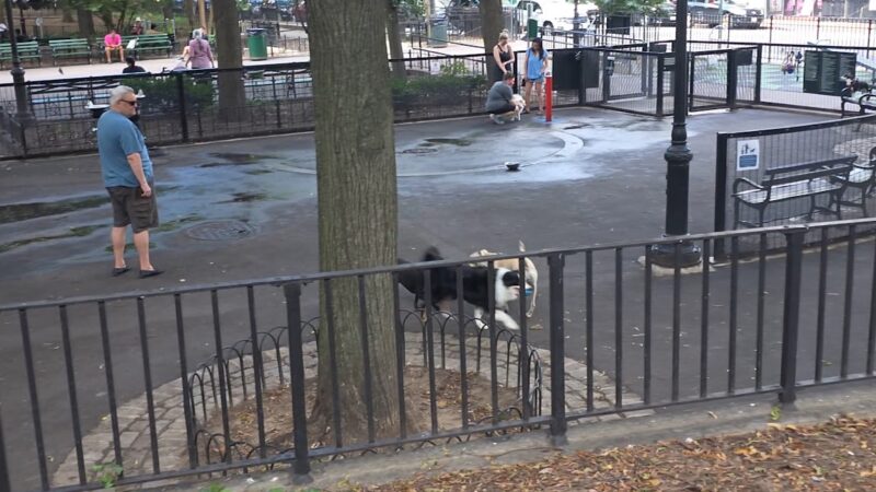 Bellevue South Park Dog Run - New York, NY