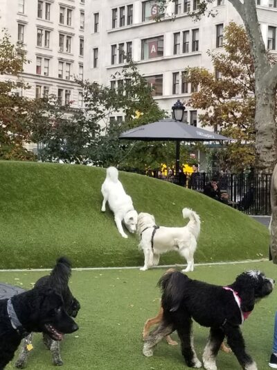 Dog Park - New York, NY