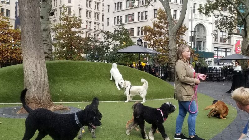 Dog Park - New York, NY