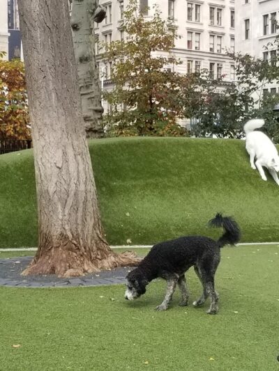 Dog Park - New York, NY