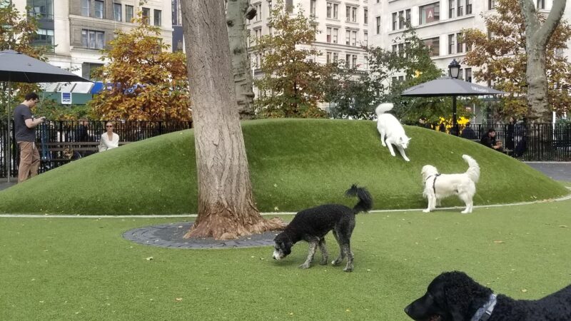 Dog Park - New York, NY