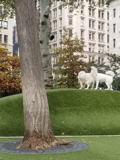 Dog Park - New York, NY