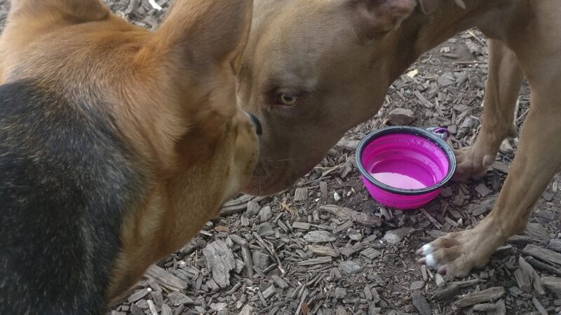 Dog Park - New York, NY