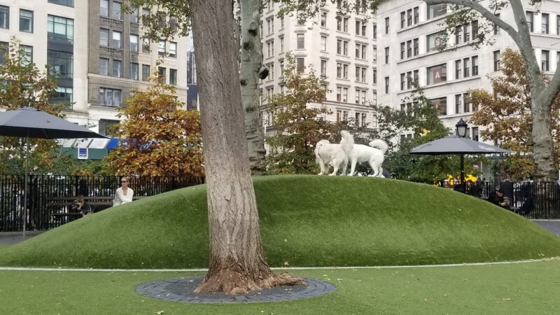 Dog Park - New York, NY