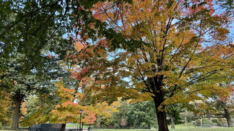 East Meadow - New York, NY