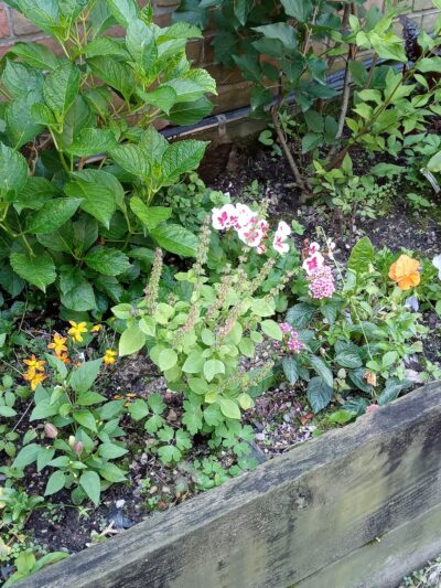 FishBridge Park Garden - New York, NY