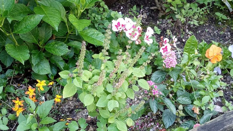 FishBridge Park Garden - New York, NY