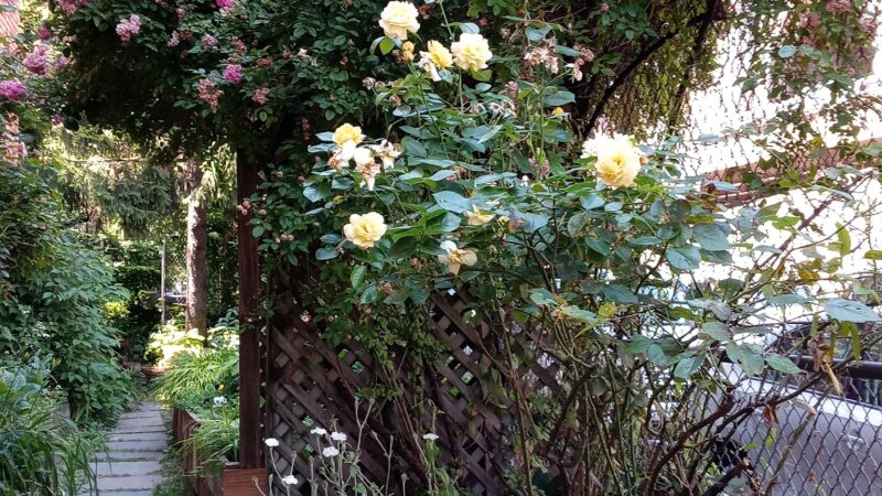 FishBridge Park Garden - New York, NY