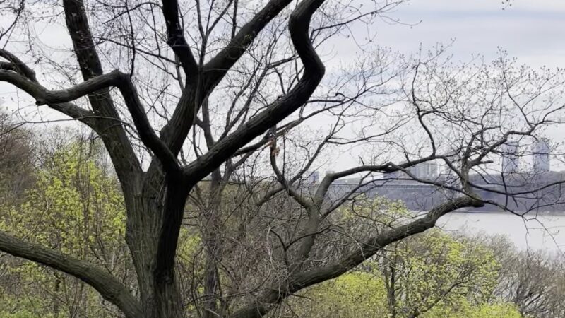 Fort Tryon - New York, NY