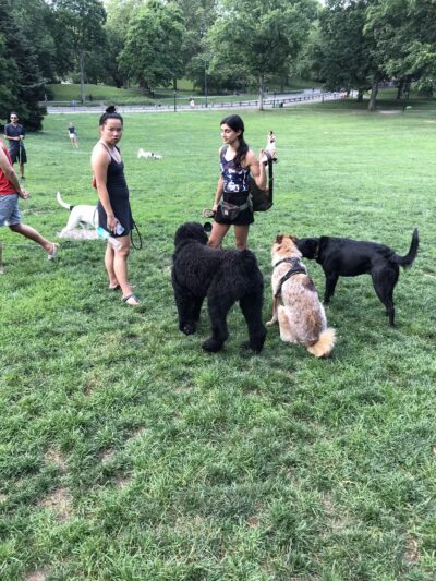 Frisbee Hill - New York, NY