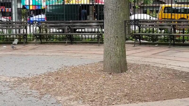 Hell's Kitchen Park - New York, NY