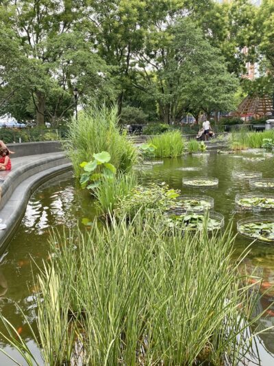 Lily Pond - New York, NY
