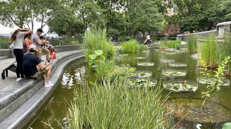 Lily Pond - New York, NY