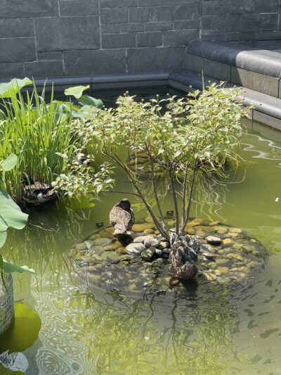 Lily Pond - New York, NY