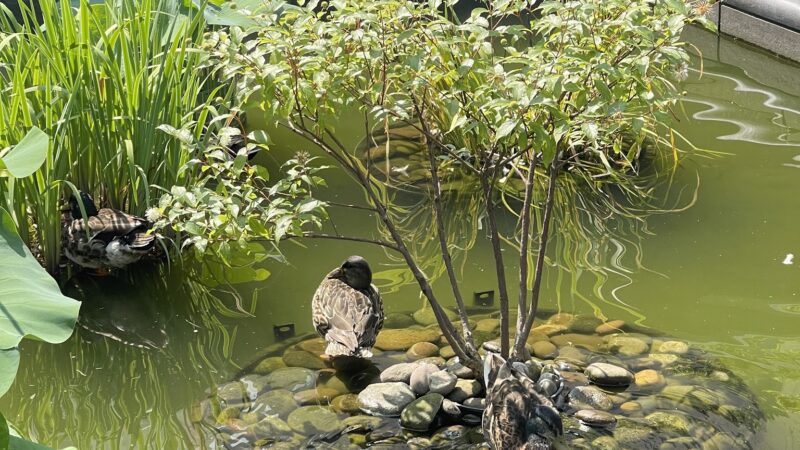 Lily Pond - New York, NY