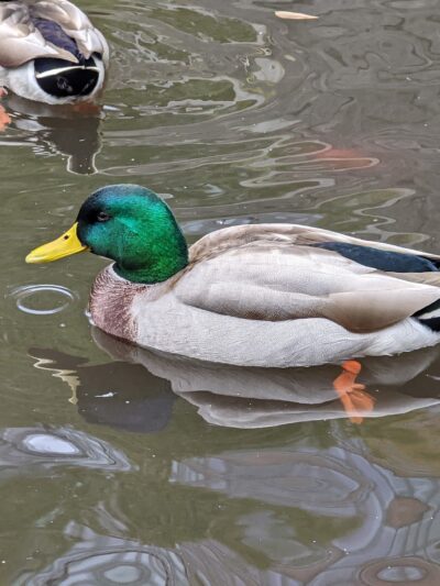 Lily Pond - New York, NY