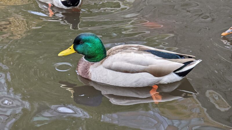 Lily Pond - New York, NY