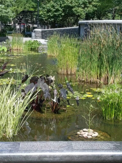 Lily Pond - New York, NY