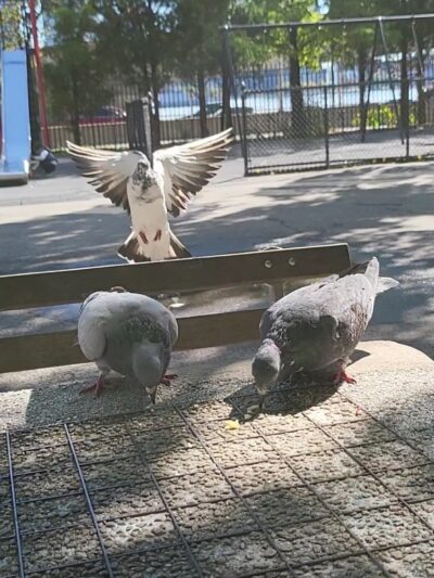 MacArthur Playground - New York, NY
