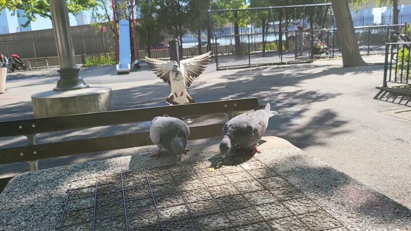 MacArthur Playground - New York, NY