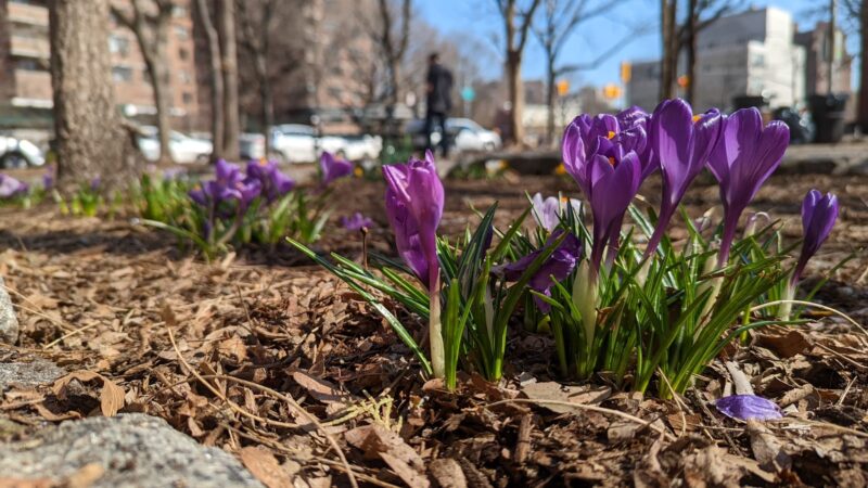 Montgomery Triangle Park - New York, NY
