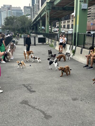 New Wave Pier Dog Run - New York, NY