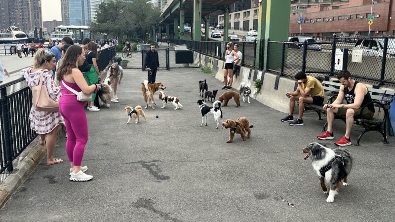 New Wave Pier Dog Run - New York, NY
