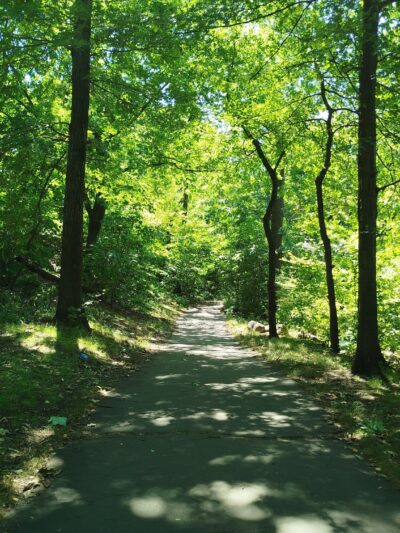 North Woods - New York, NY