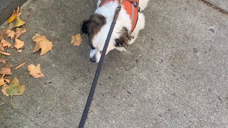 NYC Family Dog Walker - New York, NY