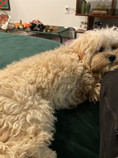 NYC Family Dog Walker - New York, NY